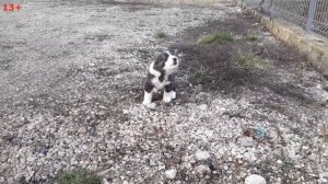 Самые крутые щенки Алабая из Молдовы у нас. Сколько стоит щенок Алабая???