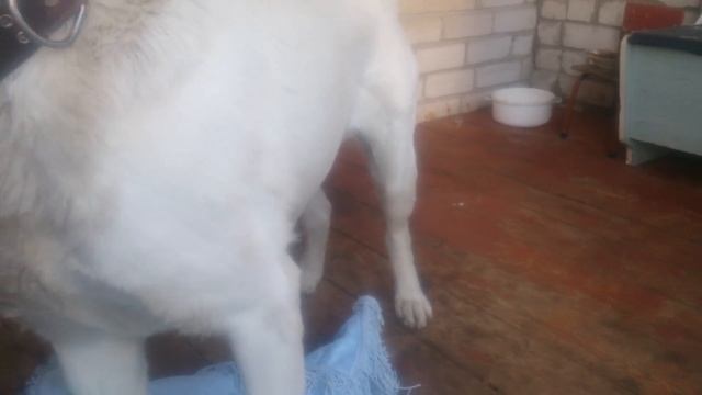 Как правильно ложится спать. Инструкция. смотреть онлайн