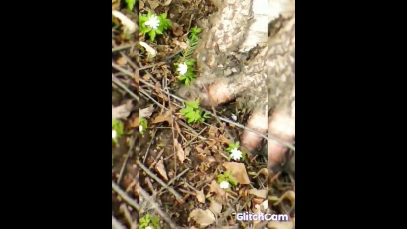 snowdrops anemones  подснежники