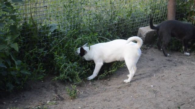 Чихуахуа. Девочка Снежа(белая с черным) и мальчик Федя(голубой с белым). 5мес. Продаются. смотреть онлайн