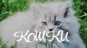 Юля волк кошки красивые!!