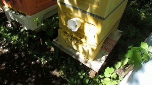 Устанавливаю дополнительную прилетку на нижний леток улья Кука