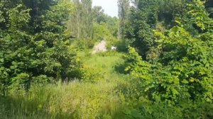 Лесной поселок