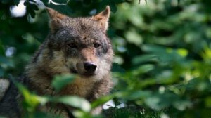 Пьяный муж избивал жену на глазах у дочери, только посмотрите что случилось дальше