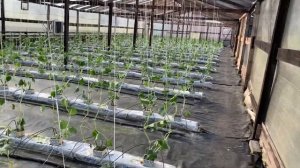 Посадили 2 теплицу. Посеяли семена на 3-4 теплицу.Огурец Седрик, огурец Северин F1.Гидропоника.