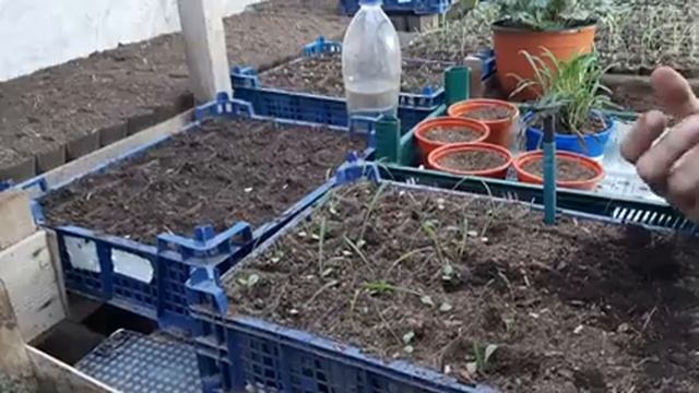 ГАЗАНИЮ ВЫРАЩИВАЮ и РАЗМНОЖАЮ ТОЛЬКО ТАК???цветы цветущие все лето гацания.mp4