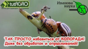 Вы УДИВИТЕСЬ, КАК ЭТО ПРОСТО! 5 простых способов избавиться от КОЛОРАДСКОГО ЖУКА без химии НАВСЕГДА!