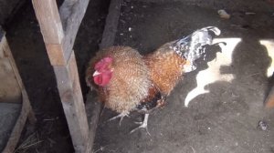 20130410 Петух, дерется!