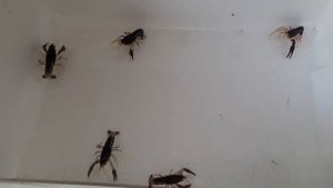 флоридский рак  #shorts