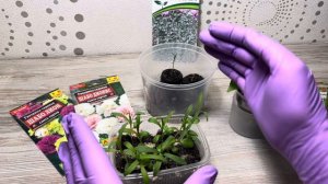 11.02.24 Рассада. Почему плодоносит мой перец и как сделать полного спектра досветку!