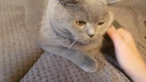 Злой британский кот?..Протест! Скандал! Ультиматум!?/ angry british cat.