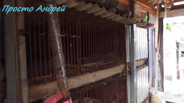 нутрия пропал аппетит в чем причина смотреть онлайн