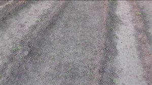 Сею огурцы очень просто