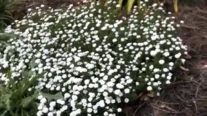 Iberis sempervirens -  Evergreen Candytuft