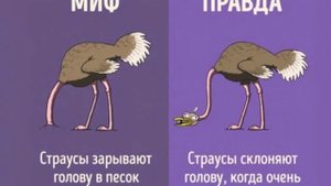 Почему напуганные СТРАУСЫ прячут ГОЛОВУ В ПЕСОК?