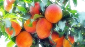 Туш табири - Тушда мевалар куриш