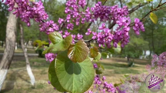 "Скажите, девушки, подружке вашей" - Николай Барский (муз. Р.Фальво, сл. М.Улицкий) смотреть онлайн