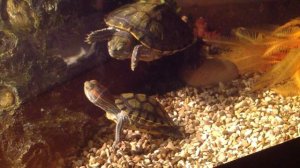 Брачный ритуал красноухих черепах.