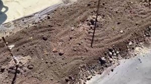 Как правильно ухаживать и удобрять дачные цветы