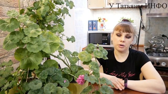 О чём говорят листья Пеларгонии /Герани/ смотреть онлайн