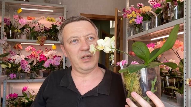 орзор орхидей ароматных ЦВЕТУЩИЕ как пахнут 1 я часть