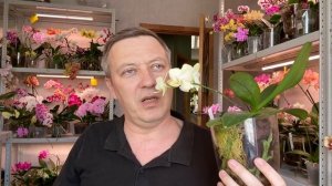 орзор орхидей ароматных ЦВЕТУЩИЕ как пахнут 1 я часть