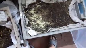 Спустя неделю после добавления конского навоза/Разведение червя дендробена
