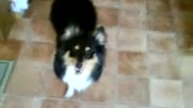 Mad dog смотреть онлайн