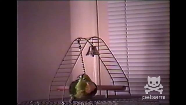 Свежие приколы с животинками смотреть онлайн