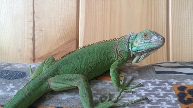 Игуана по имени Рыжик смотреть онлайн
