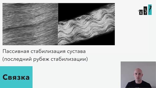 Соединительная ткань смотреть онлайн
