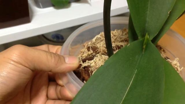 Orchids: update on my Phalaenopsis Aphrodite after repotting for 2 months. смотреть онлайн