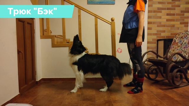 Трюк "Бэк" в исполнении бордер колли смотреть онлайн