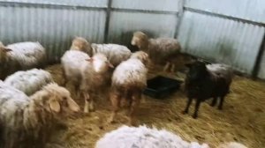 Бараны и Ярки на откорме|ОВЦЕВОДСТВО