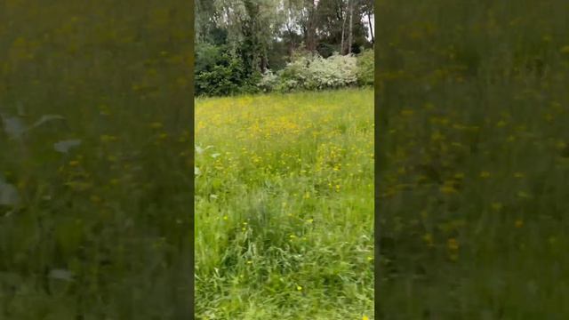 ASMR bird sounds Scotland смотреть онлайн