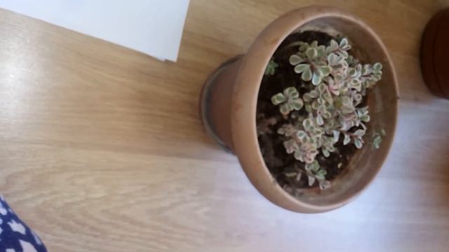 Sedum Spurium Triacolor Bakımı Ve Çoğaltımı смотреть онлайн