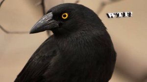 Ворона самка ворона?