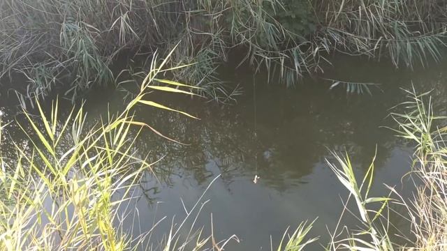 Переехали на юг. Первая и последняя . смотреть онлайн