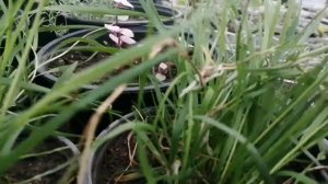 Агростис или ампелтный бамбук. Обзор!