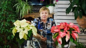 Лучшие комнатные растения ? Пуансетия - рождественская звезда ? Особенности выращивания