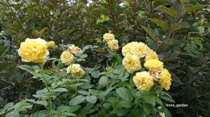 #роза Анни Дюпрей  вторая волна июль жара
