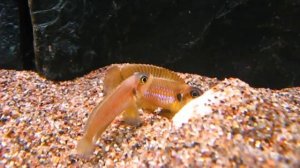 Tanganyika Planet - Lamprologus ocellatus "gold"