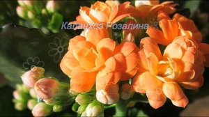 сорта Каланхоэ