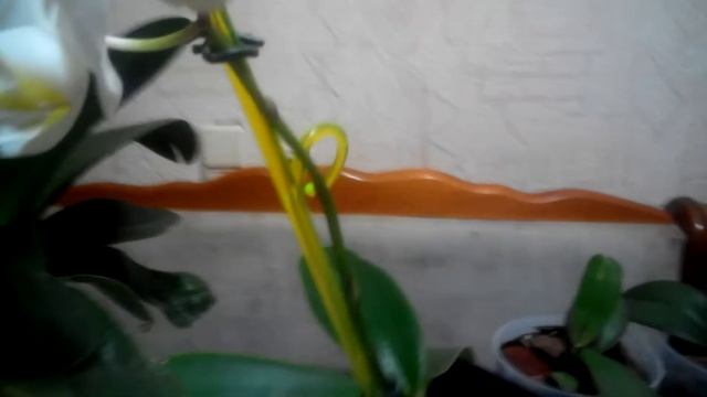 Фаленопсис Adelaide смотреть онлайн