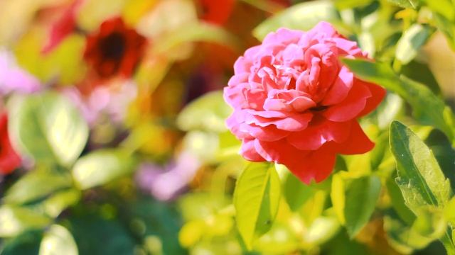 Пушистая Роза Кроненбург цветёт | Футажи красивая природа [FullHD] смотреть онлайн