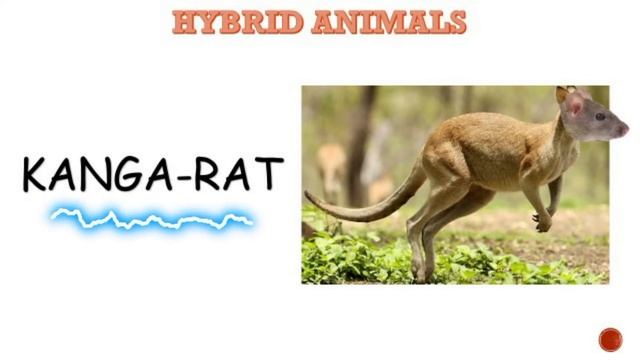 GUESS THE HYBRID ANIMALS CHALLENGE смотреть онлайн