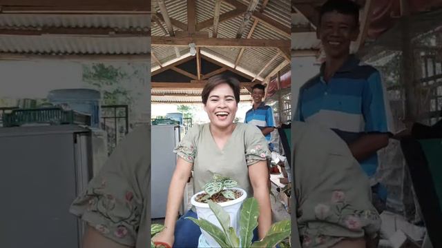 Sale Harga Kebon / 081383561844 смотреть онлайн