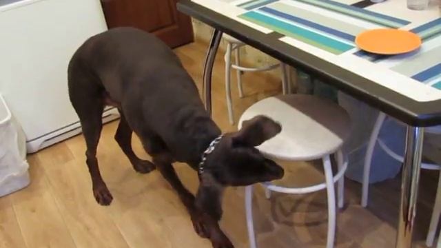 Ищет колбаску. смотреть онлайн