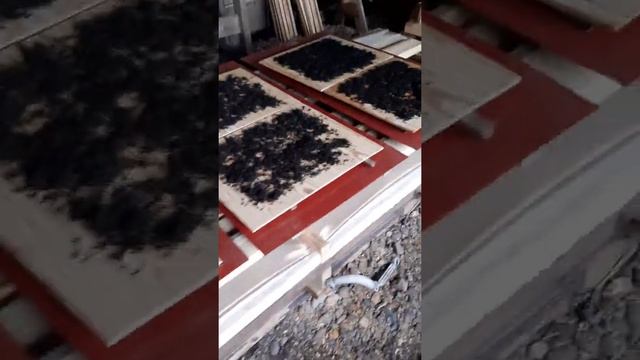 Сушка Иван-чая в сушилке "Флекси хит". смотреть онлайн