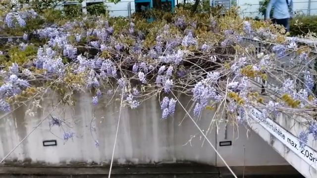 Глициния смотреть онлайн